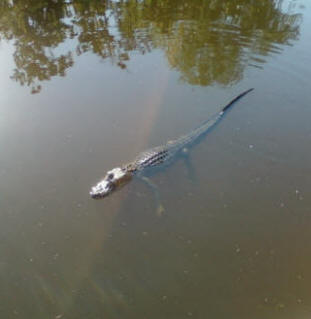 Louisiana Alligator