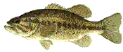 Bass