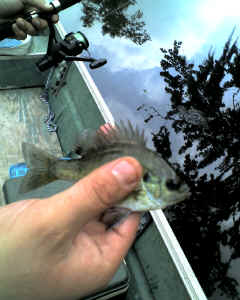 2009 Perch Harvest