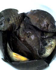 2009 Perch Harvest
