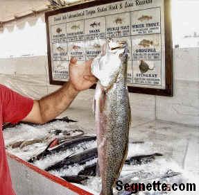grand isle tarpon rodeo crab races