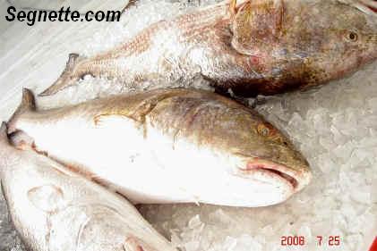 grand isle tarpon rodeo