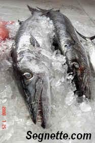 grand isle tarpon rodeo