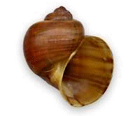 Apple Snail