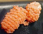 Apple Snail Eggs
