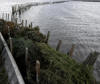 Fighting coastal erosion with recycled christmas trees