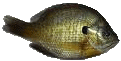 perch