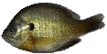 perch