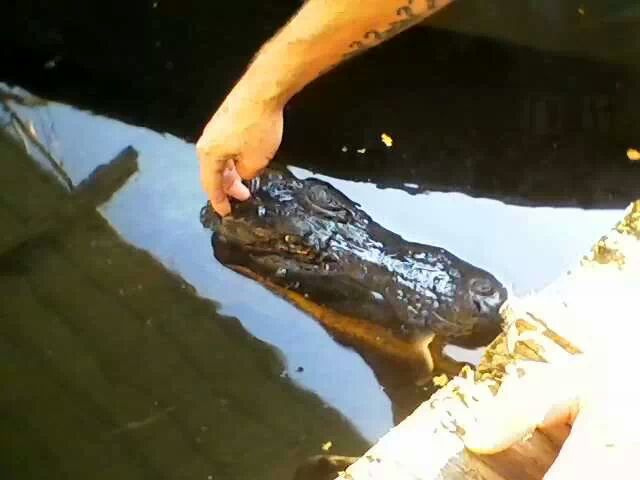 same alligator....... 