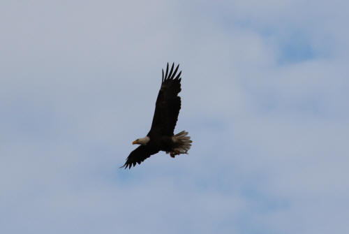 Bayou Segnette Eagle