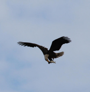 Bayou Segnette Eagle